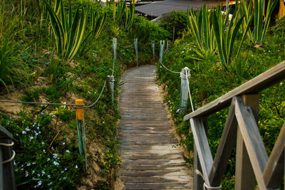 View of bamboo plants