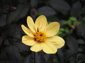 Close-up of yellow flower blooming outdoors