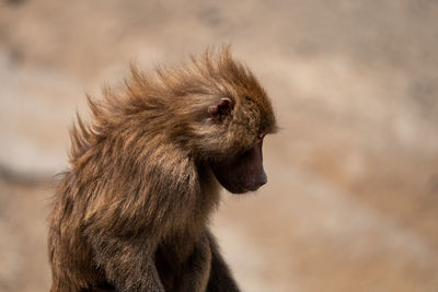 Close-up of monkey