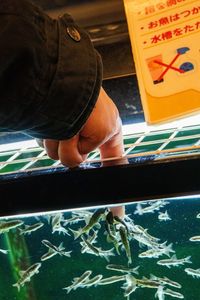 Boy looking at fish in swimming pool