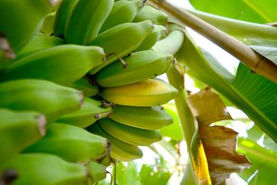 Low angle view of fruits growing on tree