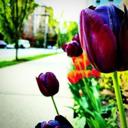 Close-up of purple tulip blooming outdoors