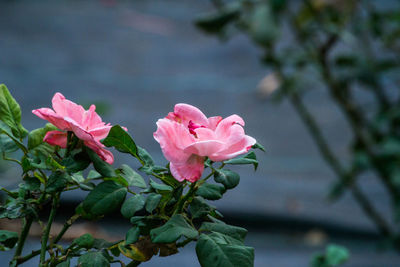 Close-up of pink flowers in bloom