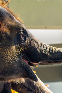 Close-up of horse in zoo