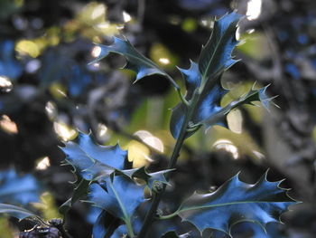 Close-up of purple flowering plant