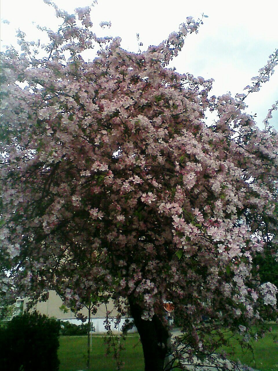 Baumblütenfrühling 2017