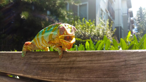 Panther chameleon mouth open walking on fence outdoors in the sun