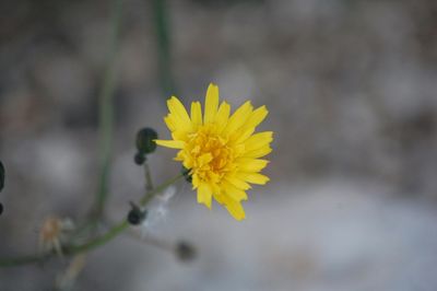 Close-up of yellow flower blooming outdoors