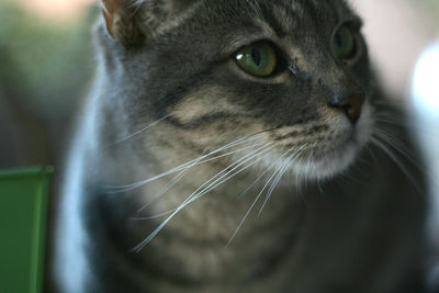 Close-up of cat