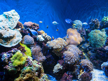 Colorful aquarium of swimming fish.