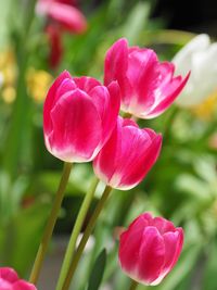 Close-up of pink flowers blooming outdoors