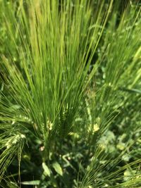 Close-up of pine tree