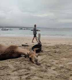 Camel resting at beach against cloudy sky