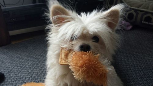 Portrait of white hairy dog with toy at home