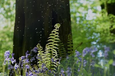 Close-up of purple flowering plant in forest