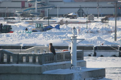 Birds perching on snow covered landscape