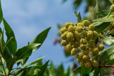 Fast growing button mangrove or conocarpus erectus tree with lots of fresh and healthy green leaves