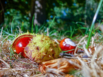 Close-up of apples in field