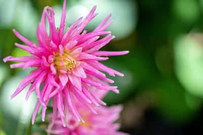 Close-up of pink flower