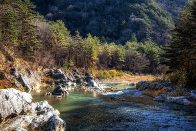 Scenic view of waterfall in forest