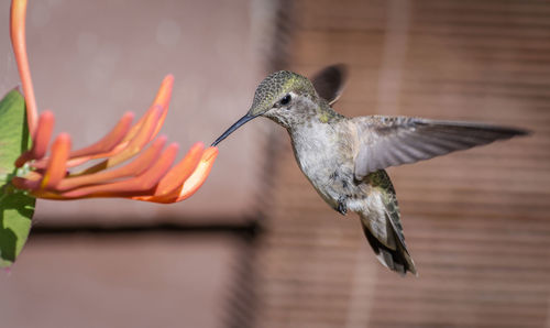 Young annas hummingbird