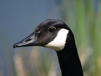 Close-up of a bird