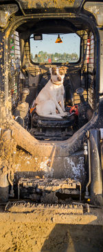 Dog sitting in damaged vehicle on sunny day