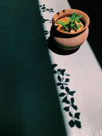 High angle view of potted plant in container