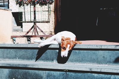 Dog lying down on railing