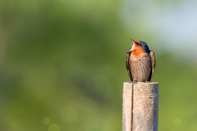 Bird perching on pole