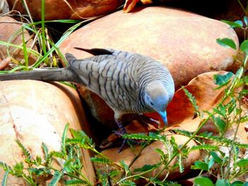 Close-up of bird