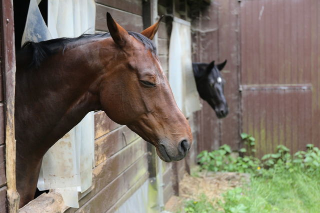 Horse dozing off by Christine aka stine1