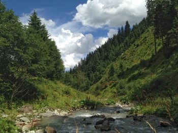 River flowing through forest