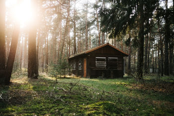 House amidst trees and plants in forest