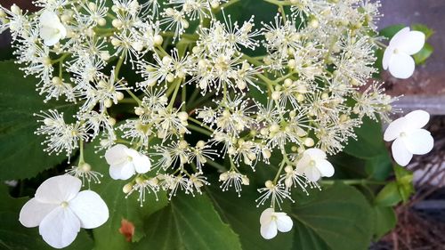 Close-up of white flowering plant