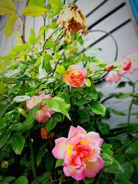 Close-up of pink flowering plant