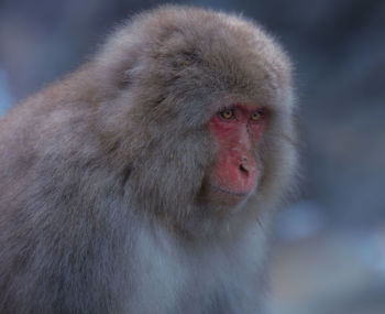 Close-up of a monkey