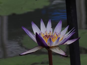 Close-up of water lily in lake