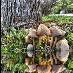 Mushrooms growing in forest