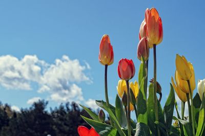 Close-up of tulips blooming against sky