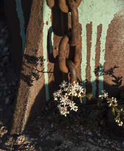 Close-up of flowers