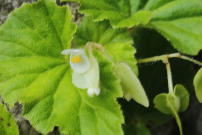 Close-up of flower growing on plant