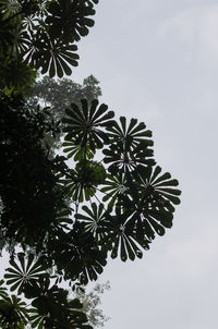 Low angle view of palm tree against clear sky
