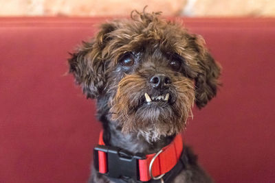 Close-up portrait of puppy