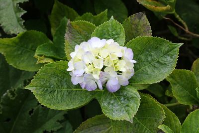 Close-up of hydrangea blooming outdoors