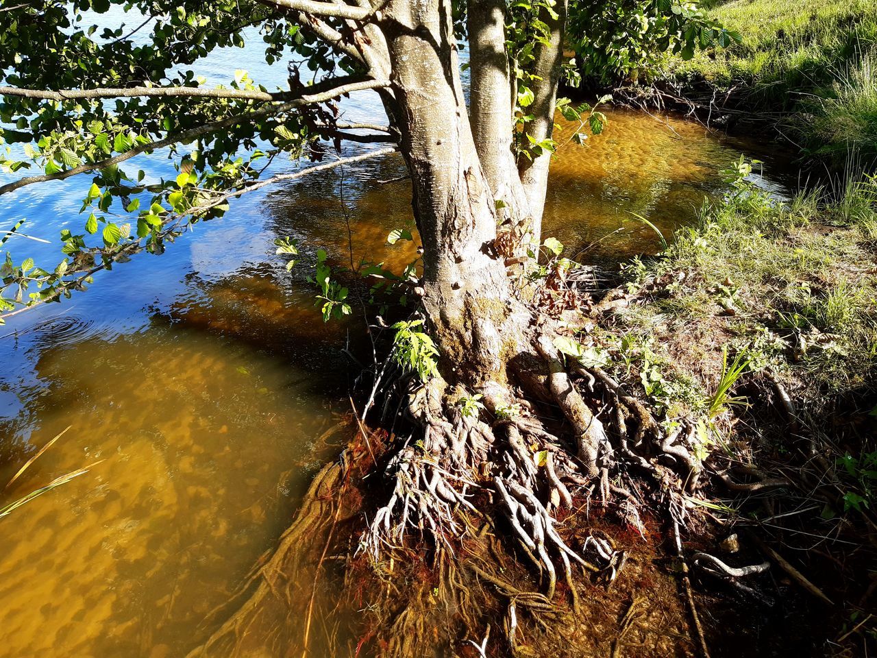 TREES GROWING IN RIVER