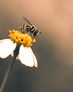Macro image of an insect playing around white flower alone