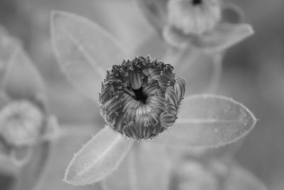 Close-up of white flowering plant