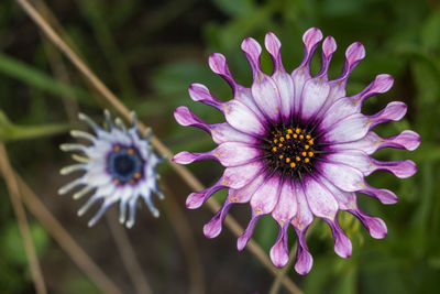 Close-up of purple flowering plant