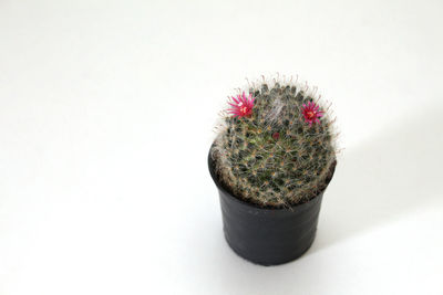 Close-up of potted cactus plant against white background